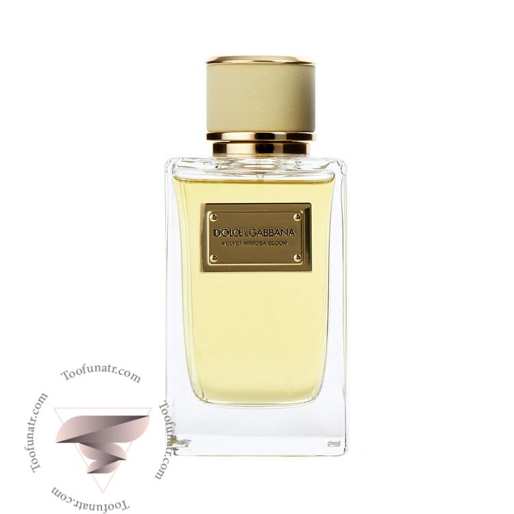 دی اند جی دولچه گابانا ولوت میموسا بلوم - Dolce & Gabbana Velvet Mimosa Bloom دی اند جی دولچه گابانا ولوت میموسا بلوم - Dolce & Gabbana Velvet Mimosa Bloom