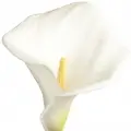 Arum Lily