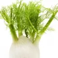 Fennel