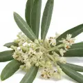 Olive Flower