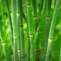 Stems Greens