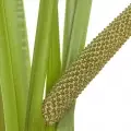 Calamus