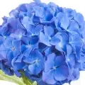 Hortensia