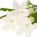 Stephanotis