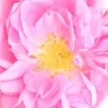 Taif Rose
