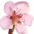 Nectarine Blossom