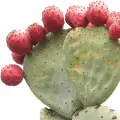 Prickly Pear
