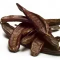 Carob Tree