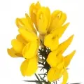 Gorse