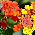 Lantana