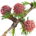 Larch