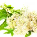 Meadowsweet