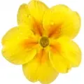Primrose